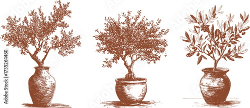 Engraving set of olive trees in rustic pots. Vintage line art Mediterranean pen draw botanical illustration.