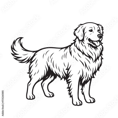 Artistic monochrome vector of a golden retriever dog, illustrated in black and white details, defined beautifully with strong and elegant black outline.
