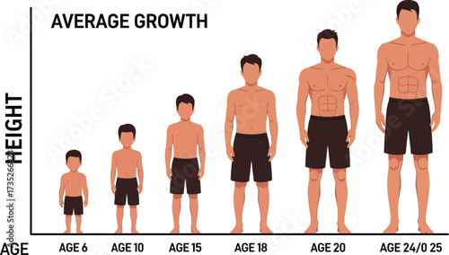 Average height growth chart for boys and teenagers diagram info vector
