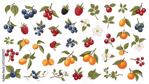 A beautifully illustrated collection of various berries and small citrus fruits on branches with leaves and flowers, isolated on a white background.