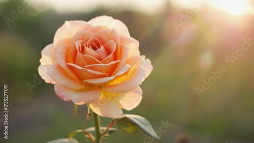 Wallpaper Mural Peach Rose Blooming in Soft Sunlight with Blurred Green Garden Background Torontodigital.ca