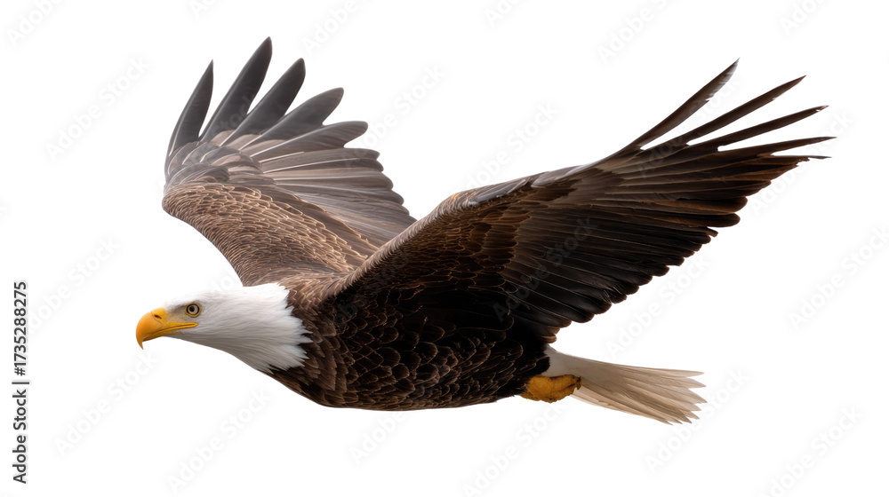 Obraz premium Majestic Eagle in Flight: An American Bald Eagle soars with outstretched wings against a blue sky, a symbol of strength and freedom. Capturing the essence of power, determination.