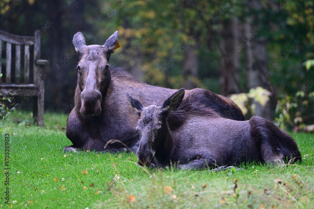 Fototapeta premium Two Moose Resting in the Fall