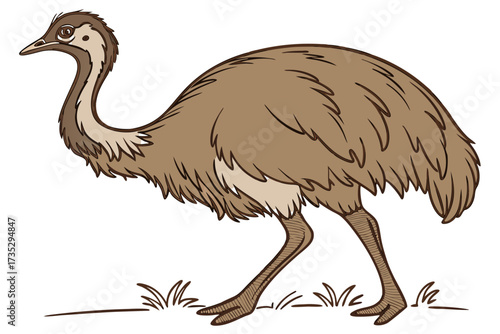 Emu bird vector illustration