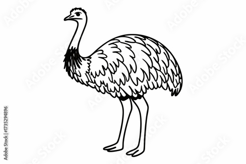 vector illustration of a Emu bird