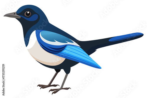 Oriental magpie robin on white background