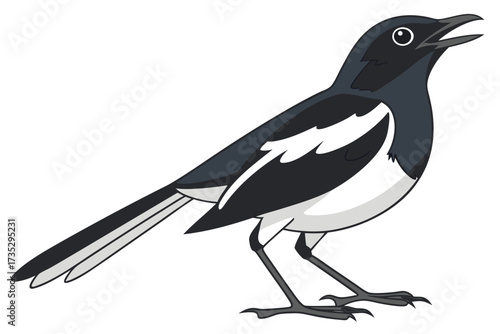 Oriental magpie robin