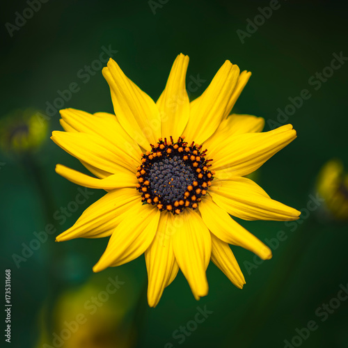 Helianthus debilis. Commonly known as cucumber leaf sunflower, beach sunflower, East Florida beach sunflower, Dune sunflower etc.