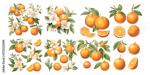 Vintage botanical illustration of ripe oranges and blossoms on branches