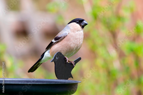 A bullfinch bird (female) sits on a bird feeder.