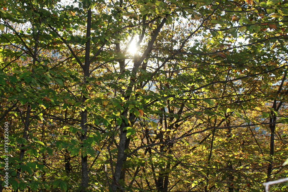 Fototapeta premium Golden autumn of the Caucasus Mountains