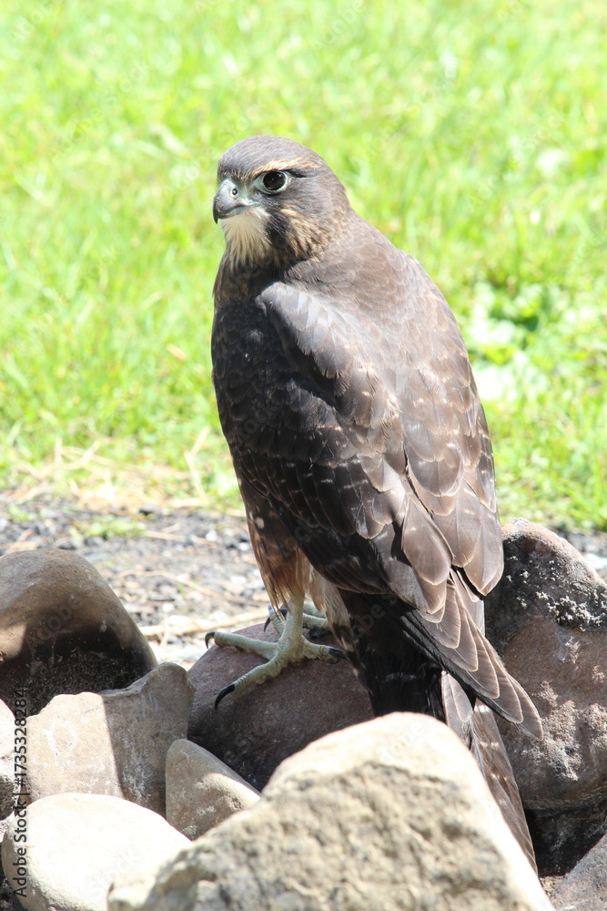 Fototapeta premium Falcon bird of prey New Zealand 