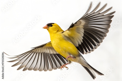 American Goldfinch Flying Isolated on White