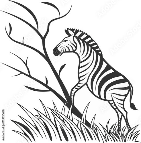 zebra vector illustration