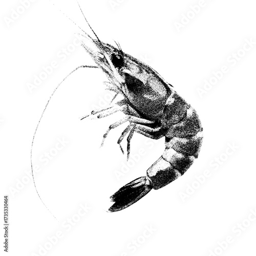 shrimp on a white background