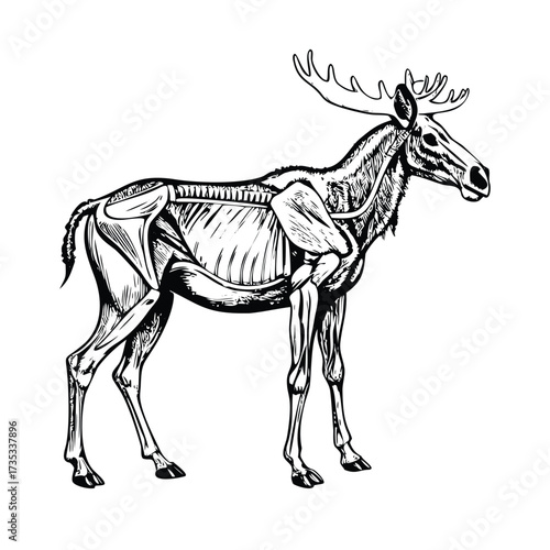 Detailed Cervine Anatomy: Moose Skeleton and Musculature