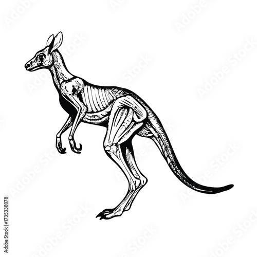 Anatomical Stipple Illustration of a Kangaroo: Muscle and Skeletal System