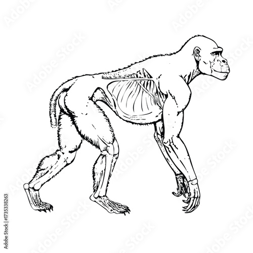 Side View of a Great Ape's Musculature and Skeleton