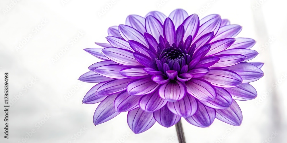 Obraz premium A close up of a vibrant purple dahlia flower with delicate petals against a softly blurred white background showcasing intricate detail and natural beauty