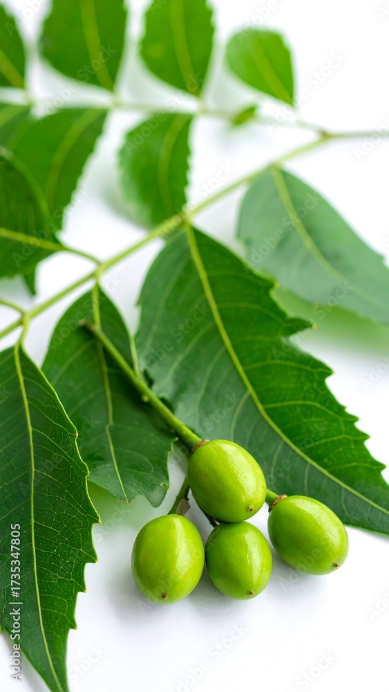 Fototapeta premium Close-up of neem leaves and fruit