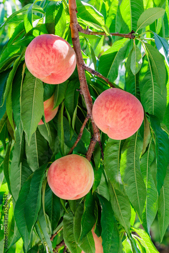Fresh, sweet white peaches harvested from summer orchards.