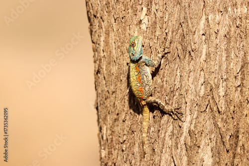 A South African tree agama lizard camouflaged on tree bark