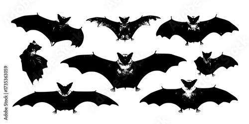Bat
