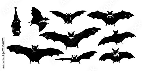 Bat
