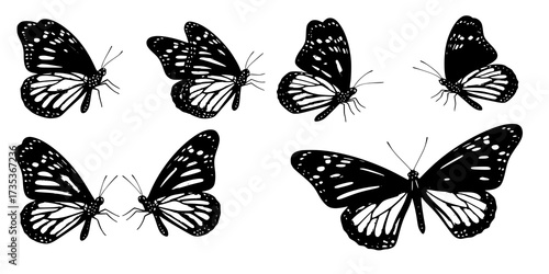 Monarch butterflies set. Vector illustration isolated on white background
