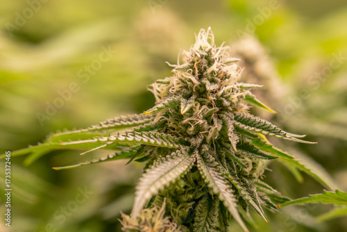 female blossom marijuana SoG Sea of Green net hemp cultivation technique Growing pot indoor bloom stage growth Medical