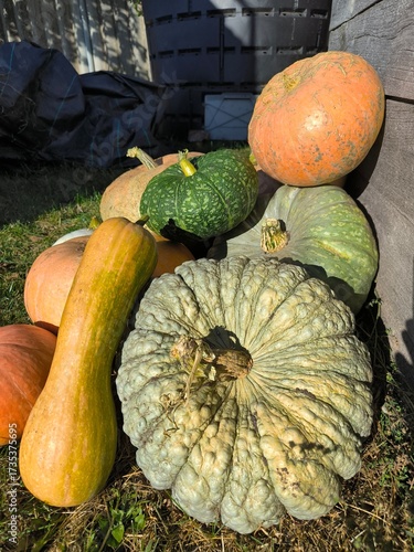 pumpkins and gourds