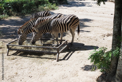The zebras is eating grass