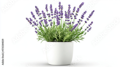 Lavender plant in white pot, showcasing vibrant purple flowers and lush green foliage, perfect for home decor and relaxation