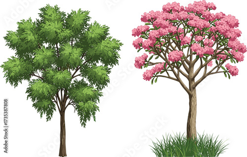 Green leafy summer tree beside pink flowering tree with open canopy on grassy base, botanical seasonal contrast vector illustration design