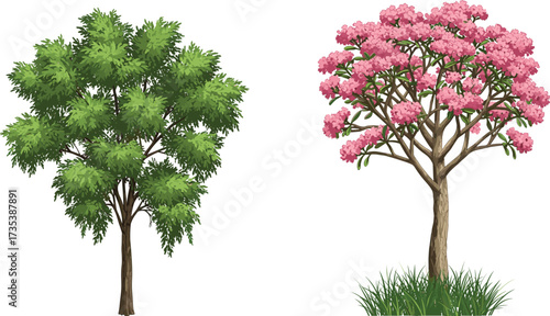 Green leafy summer tree beside pink flowering tree with open canopy on grassy base, seasonal contrast botanical vector illustration design