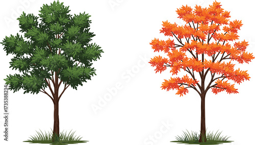 Green summer tree with leafy canopy beside orange autumn tree with vibrant foliage on grassy base, seasonal contrast vector illustration design