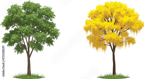 Green summer tree with leafy canopy beside yellow autumn tree with golden foliage on grassy base, seasonal contrast vector illustration design
