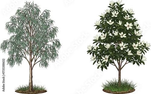 Slender willow tree with narrow bluish leaves beside blooming magnolia tree with white flowers on grassy base vector illustration