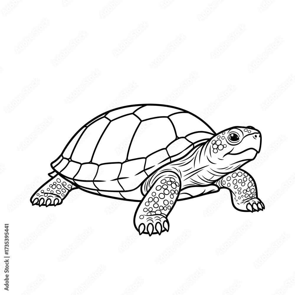 Fototapeta premium Tortoise illustration in detailed line art style on white background 