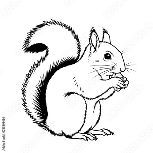 Squirrel eating a nut in a hand-drawn black and white illustration  