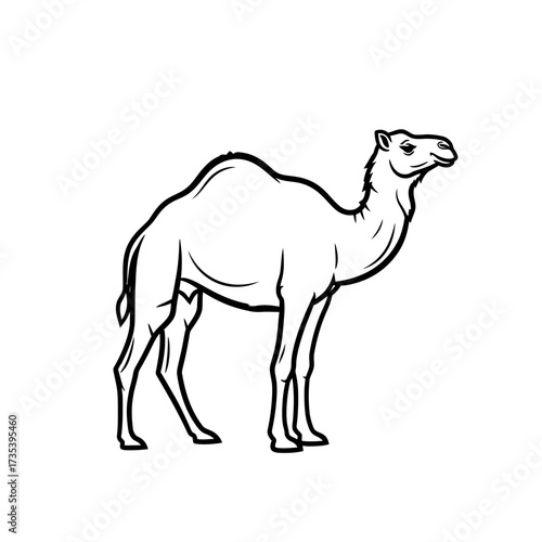Camel illustration in black line art style on white background  