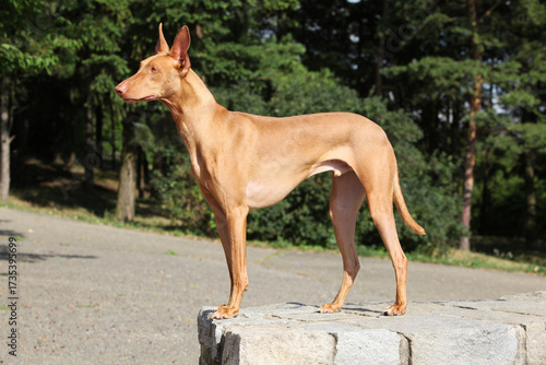 Amazing dog Pharaoh Hound in summer