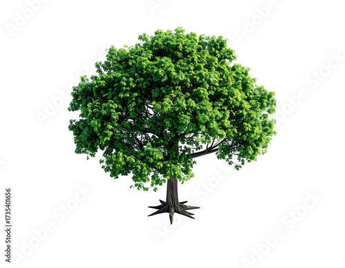 Isolated, lush green tree with full foliage and exposed roots against a black background