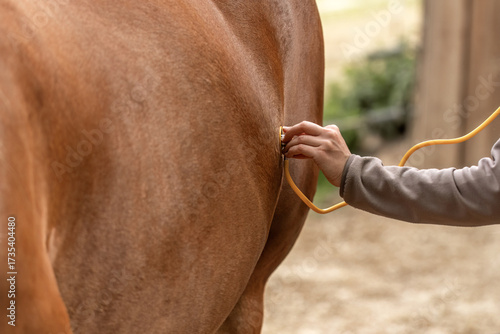 Veterinarian examines horse with stethoscope during medical training