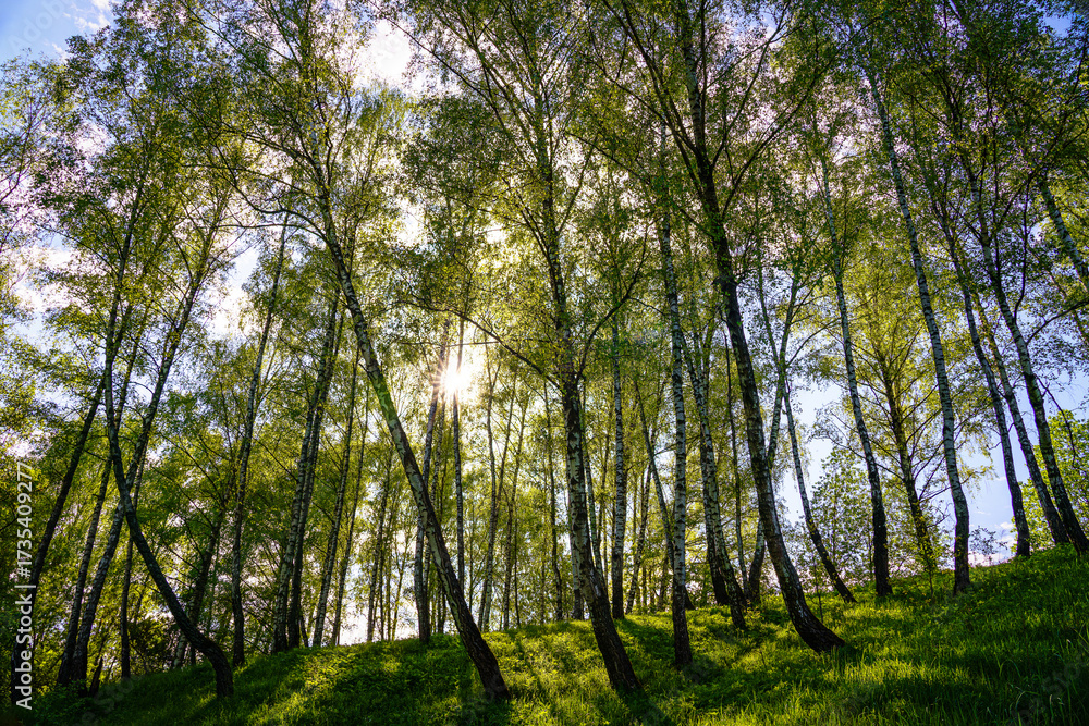 Fototapeta premium Sunlight filtering through the tall birch trees in a lush green forest, creating a serene and captivating natural landscape for nature enthusiasts.