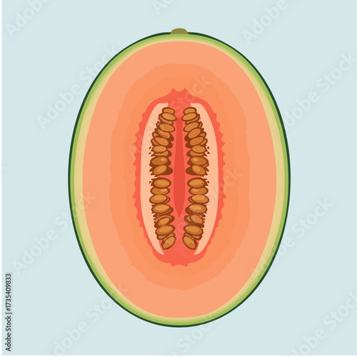 vector illustration of the inside of a melon