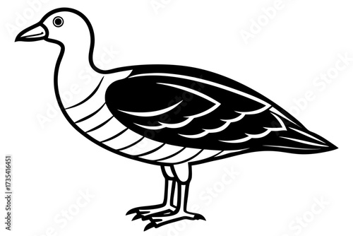 nicobar megapode bird