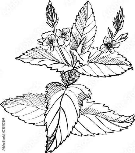 Vector illustration of Melissa officinalis herb with leaves and flowers. Hand drawn sketch of lemon balm plant for herbal medicine, tea, aromatherapy, botanical design, natural health and cosmetics