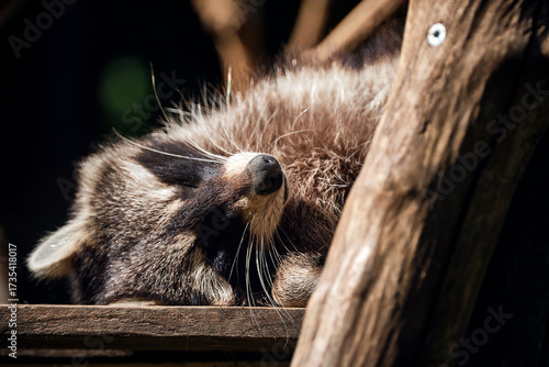 Schlafender Waschbär ( Procyon lotor ).