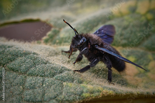 Blauschwarze Holzbiene ( Xylocopa violacea ).